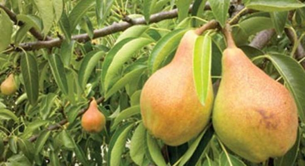 Οι ιδιαίτερες ανάγκες της καλλιέργειας αχλαδιού